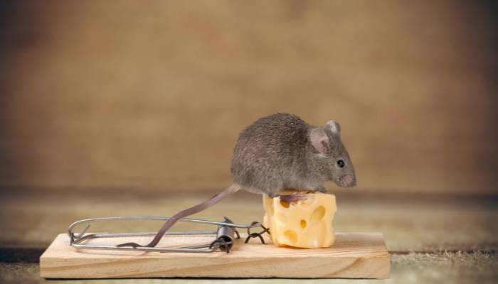 How to Attract Mice to a Trap