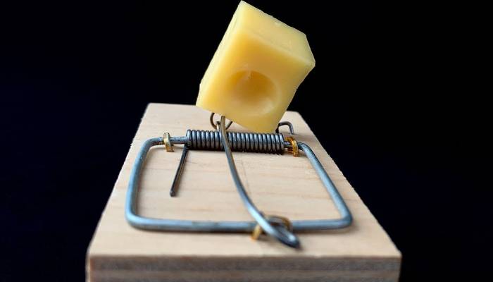 a cheese cube over a snap trap to lure mice and rats to it.