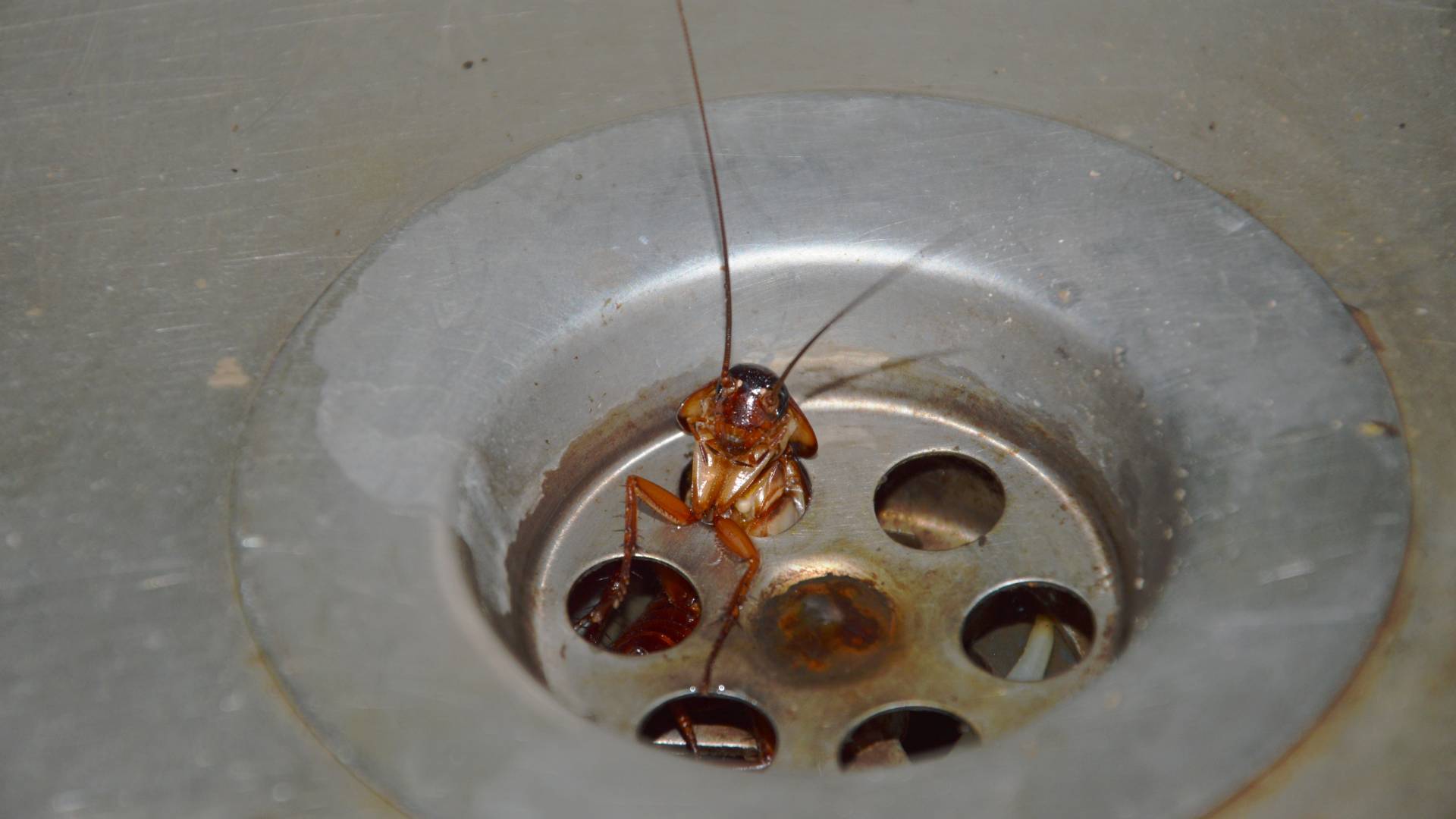 a cockroach coming out of a sink