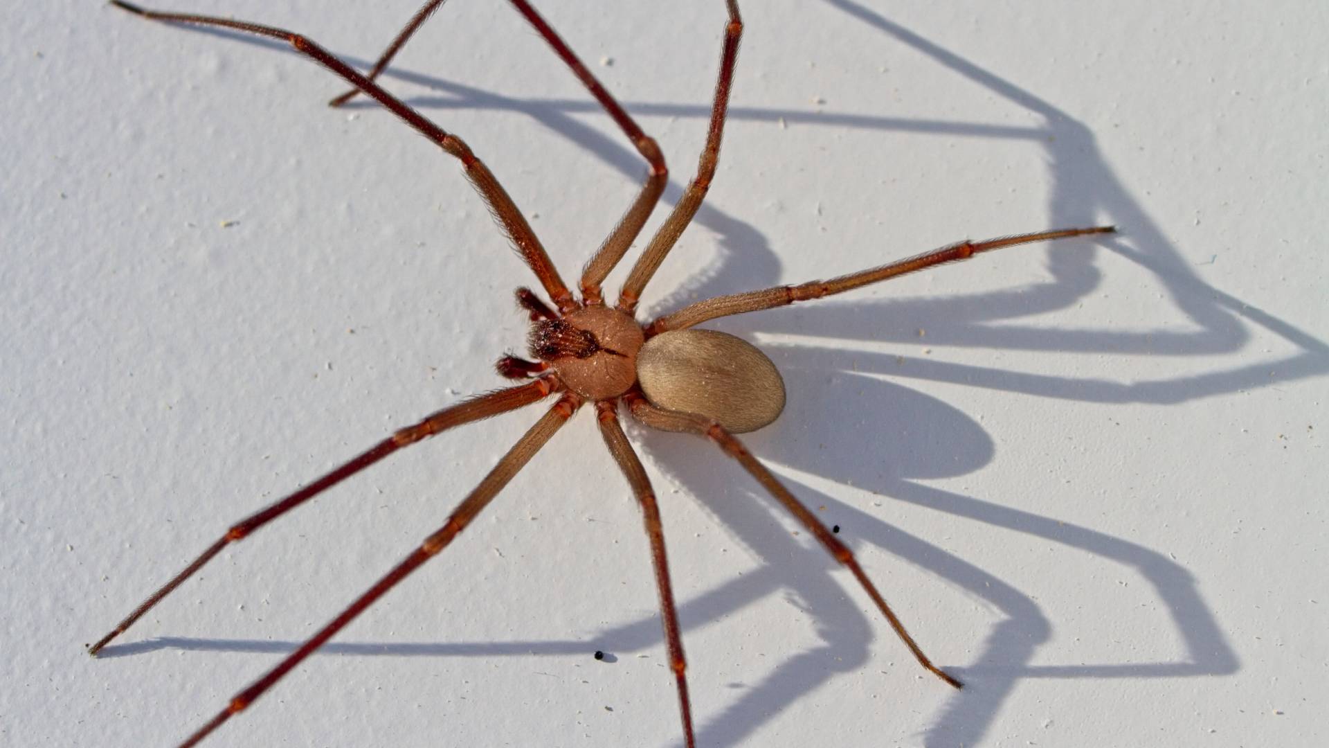 a brown spider on a white wall outside a house