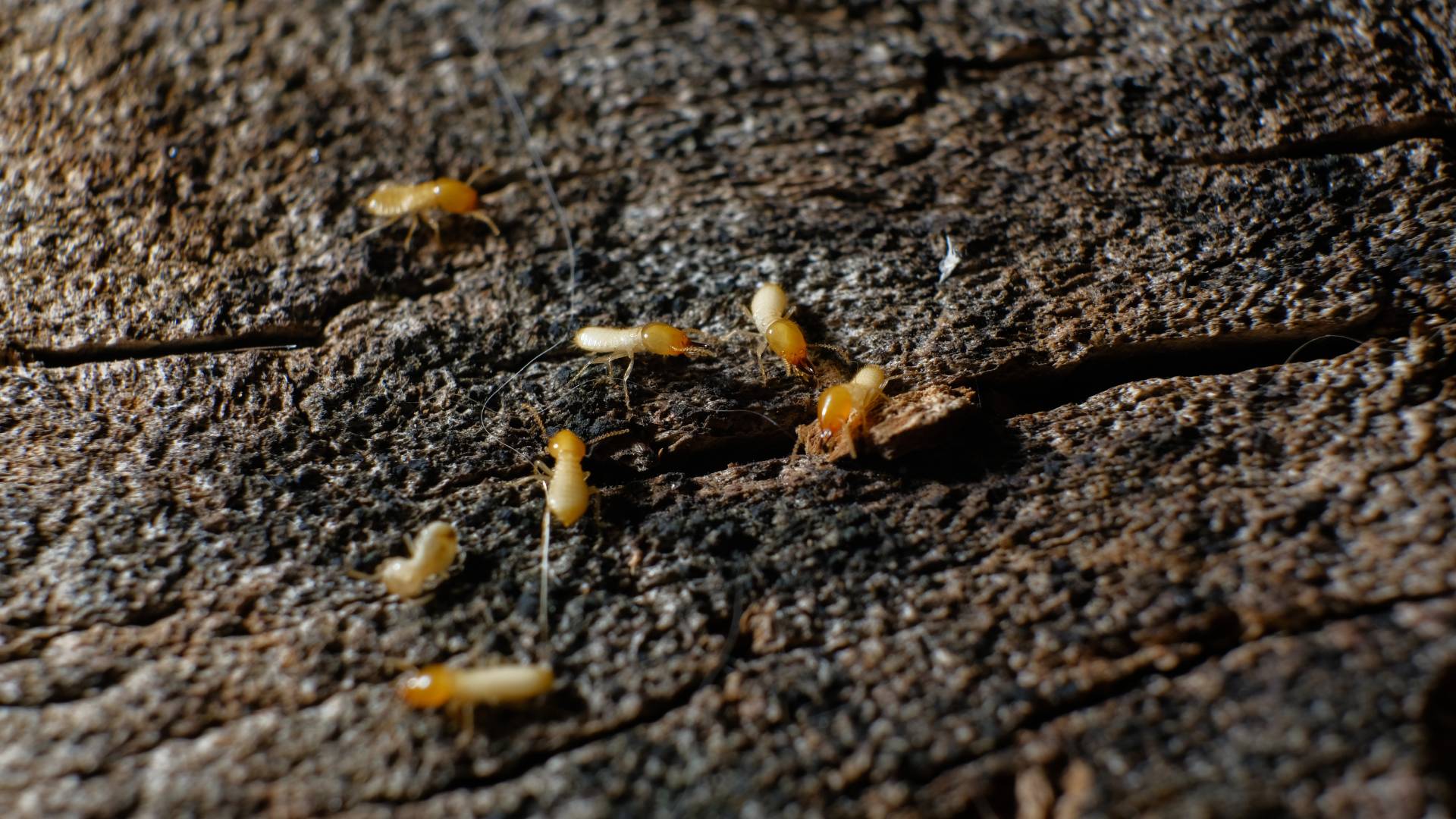 termites on a wood surface harming a property