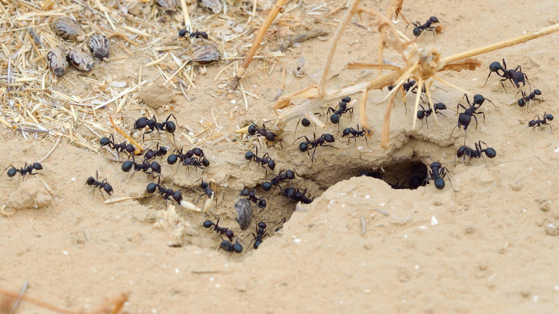 ants going into their colony