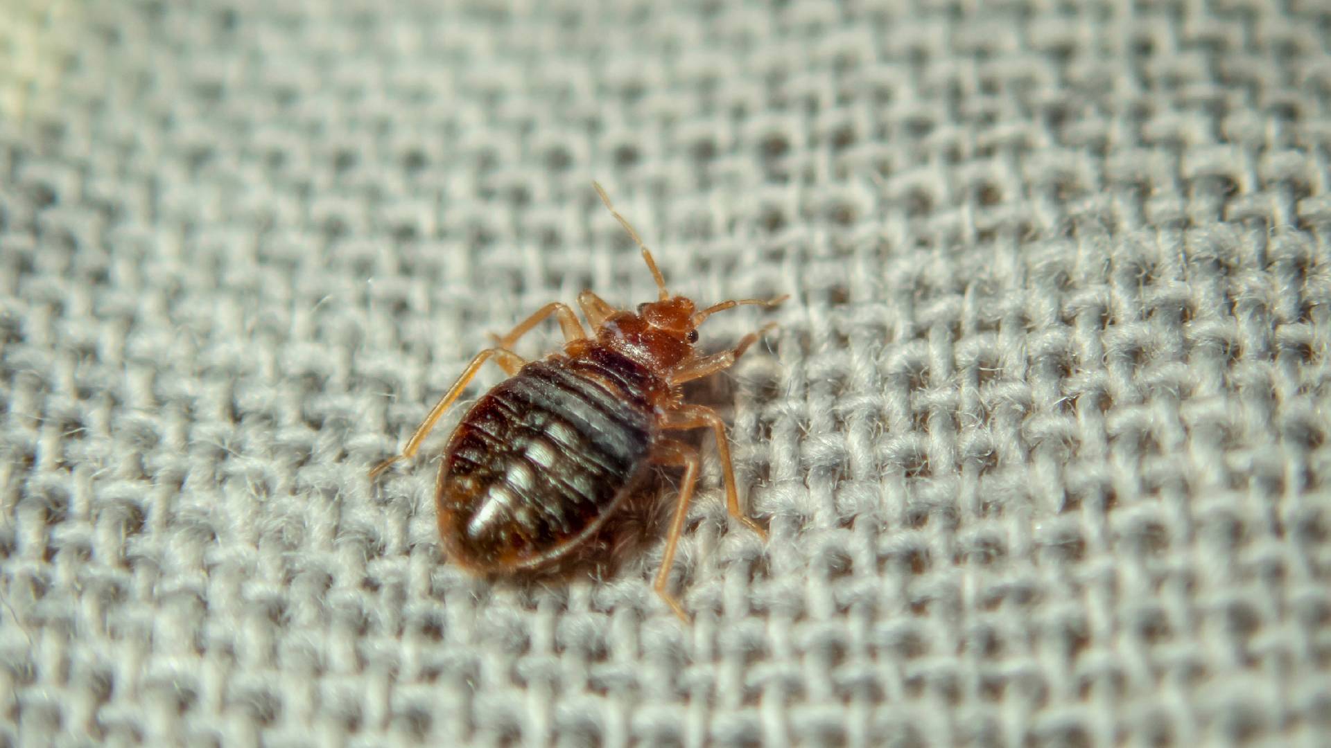 bed bug on a mattres
