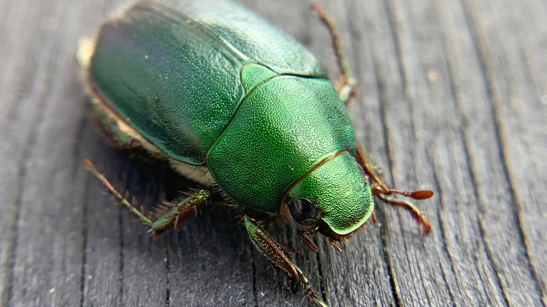 beetle over the backyard table
