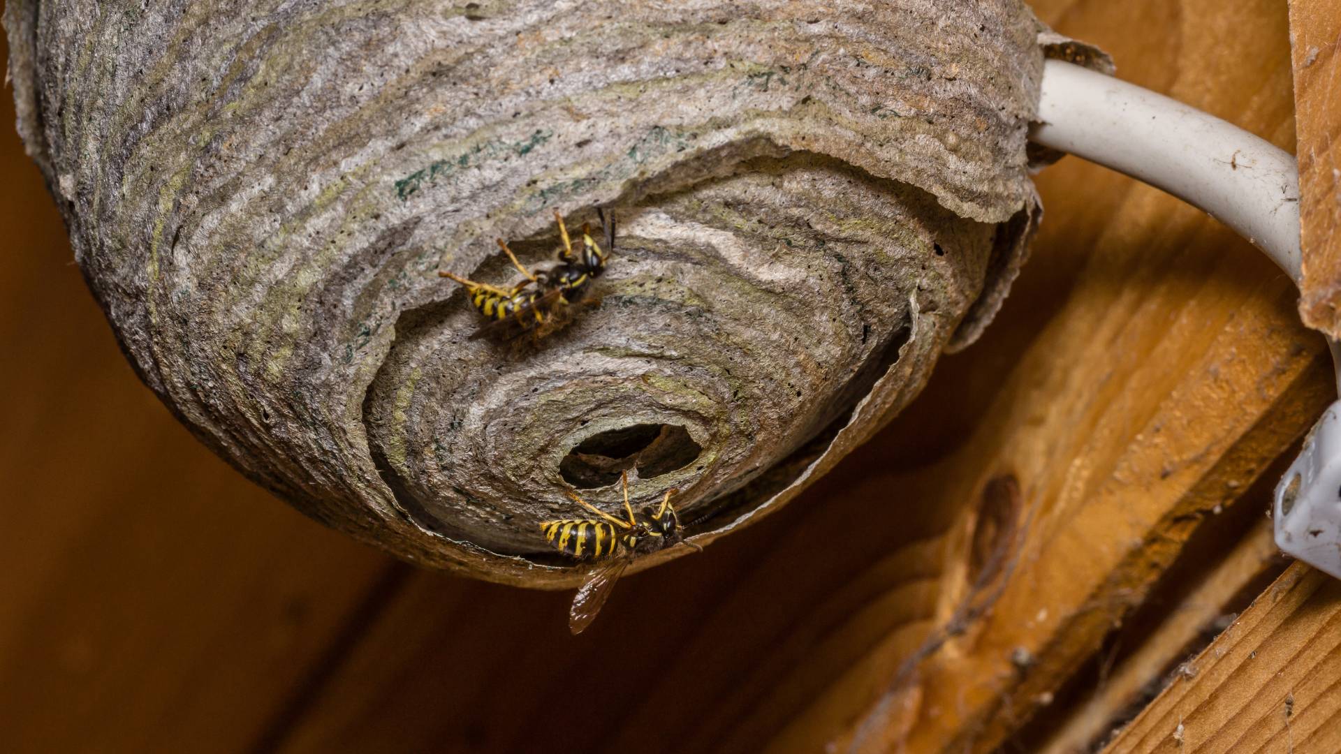 wasps and Yellow jackets on a hive inside a house