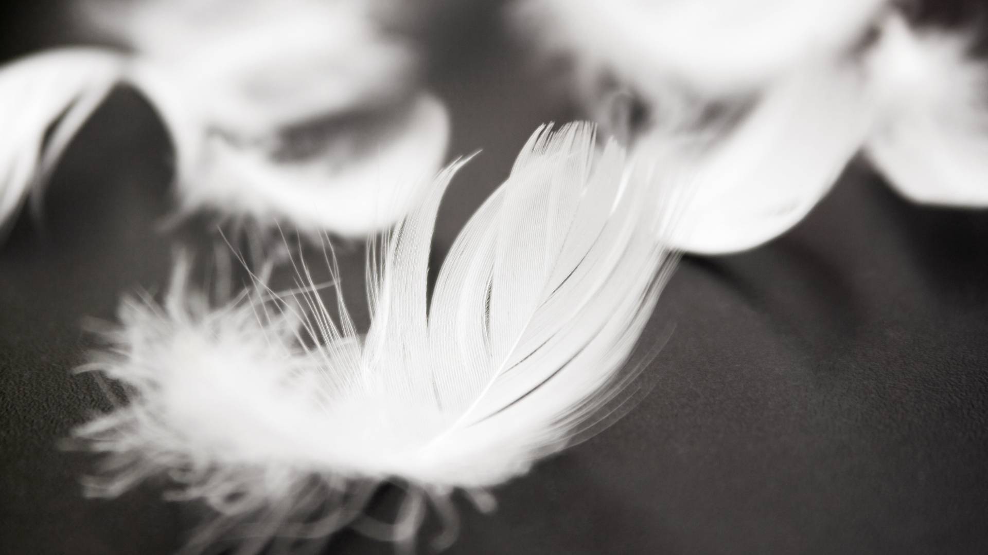 Are Feathers a Sign of Pest Infestation? Unraveling the Truth