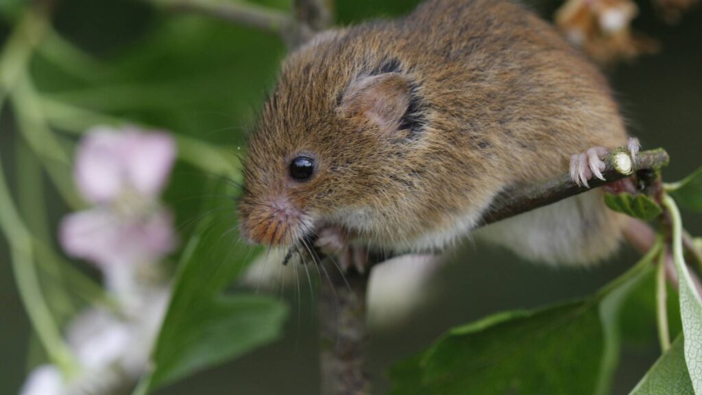 a mouse over a branch close to a mobile house and making you wonder what is the Best Way to Get Rid of Mice in Mobile Home
