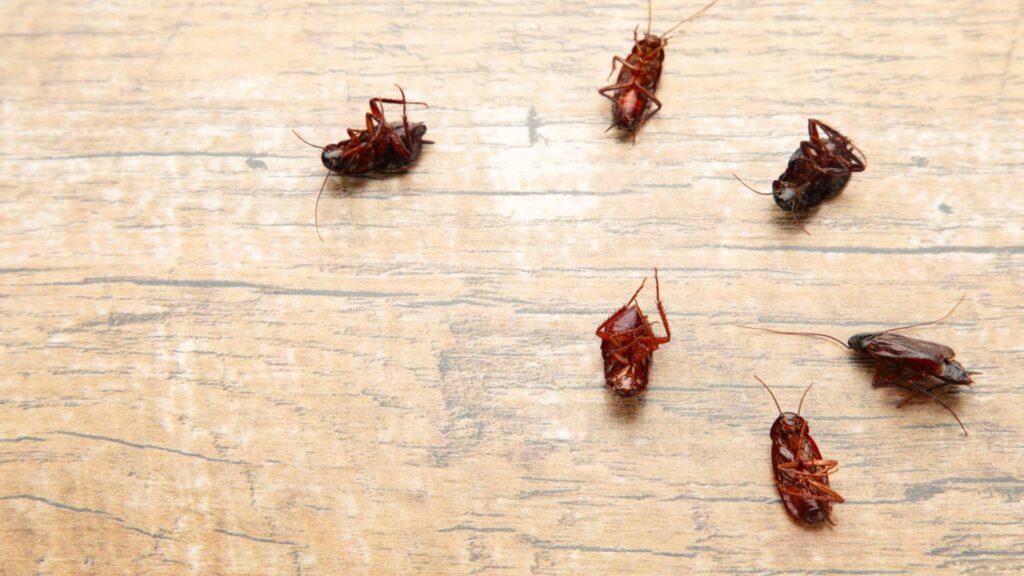 multiple death roahes representing the conquer of roaches in the way of a pest free home