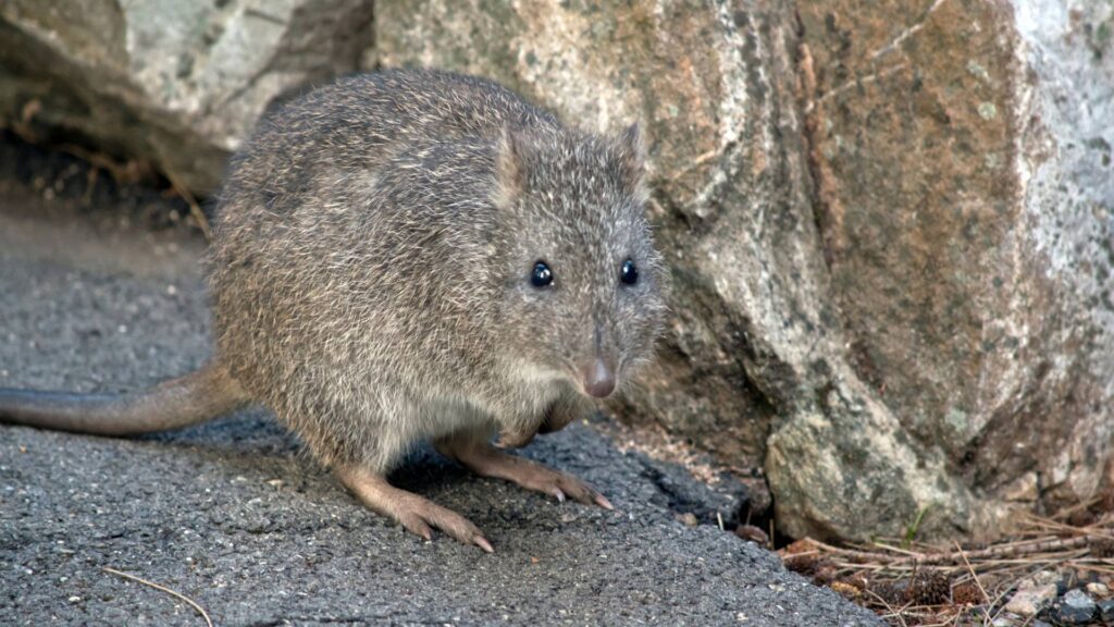 rat on the floor making reference how to get rid of rat urine smell in car. 