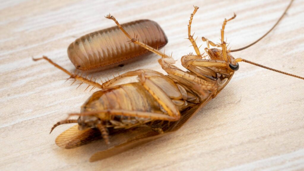 dead roach with an egg after the use of experts strategies to keep your home roach-free