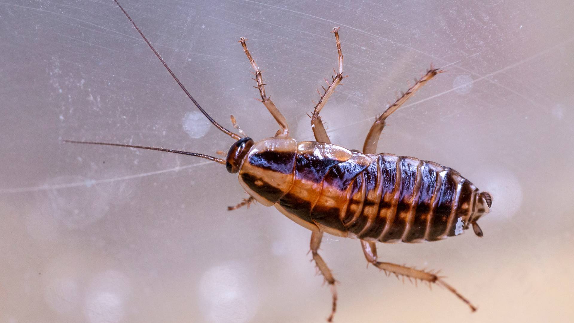 Getting Rid of German Cockroach Infestation: 5 Proven Strategies