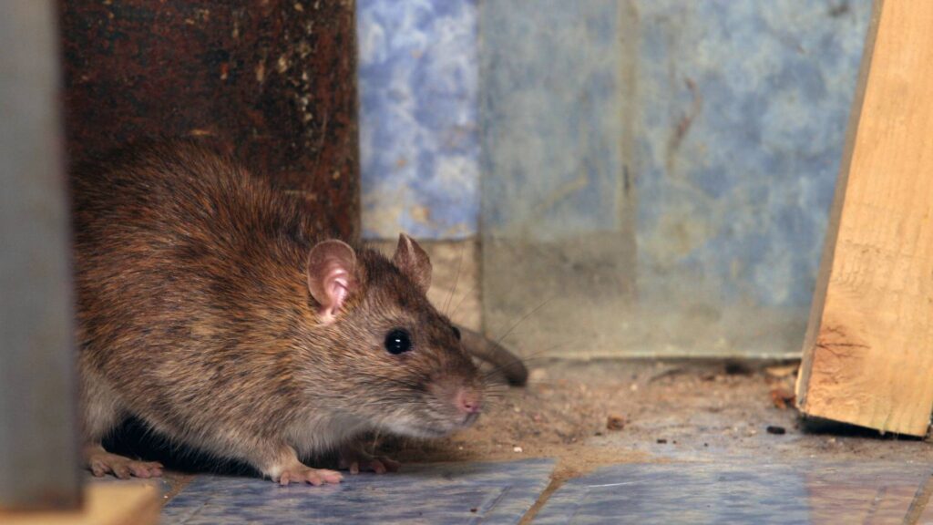 rat getting inside a house through a hole in the bathroom