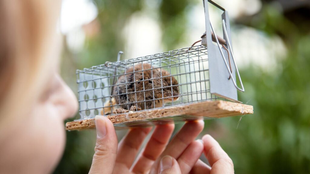 a mouse inside a cage trap, representing a successful bait technique provided by bellas exterminator