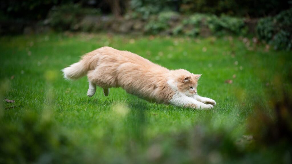 a cat hunting being the natural predator of mice on How to Catch a Mouse When Traps Don’t Work
