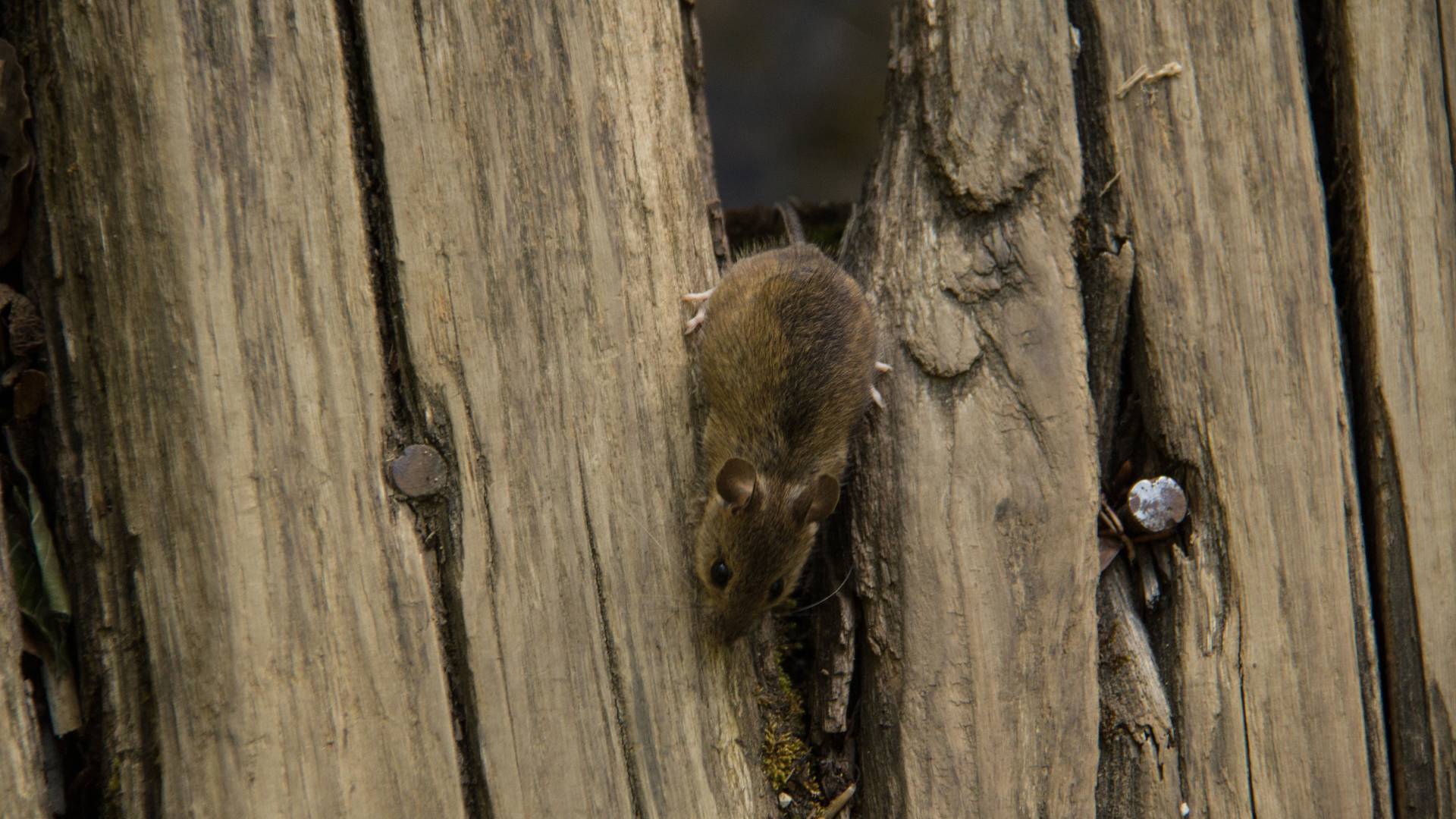 How to Get Rid of Mouse Urine Smell on Wood