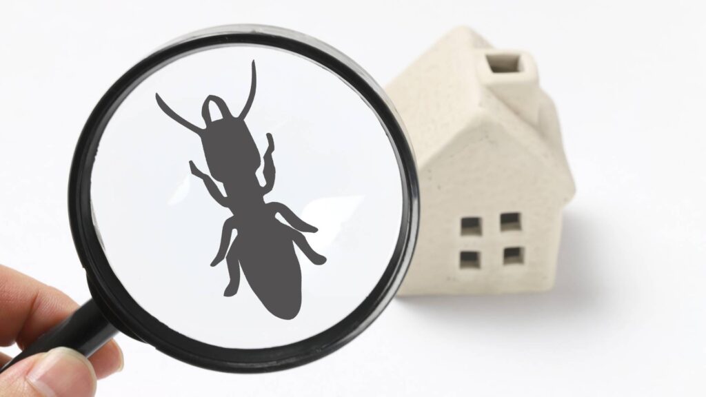 a toy house with an ant under a magnifying glass to talk about making the right choice on quarterly vs monthly pest control