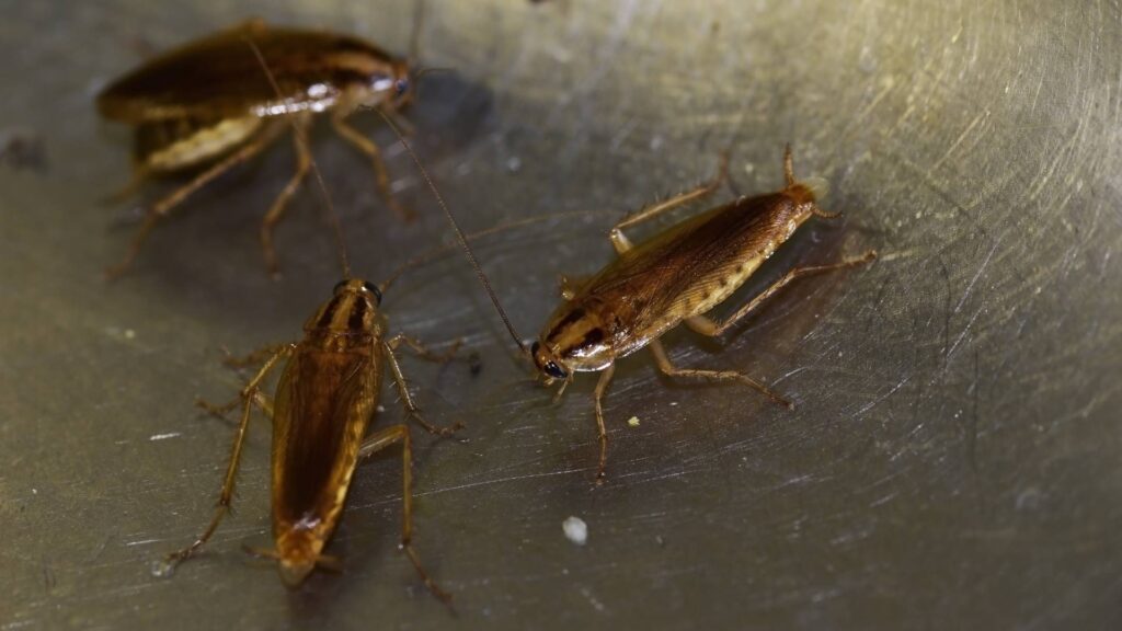 three german cockroaches on the floor being a signal of a cockroach infestation