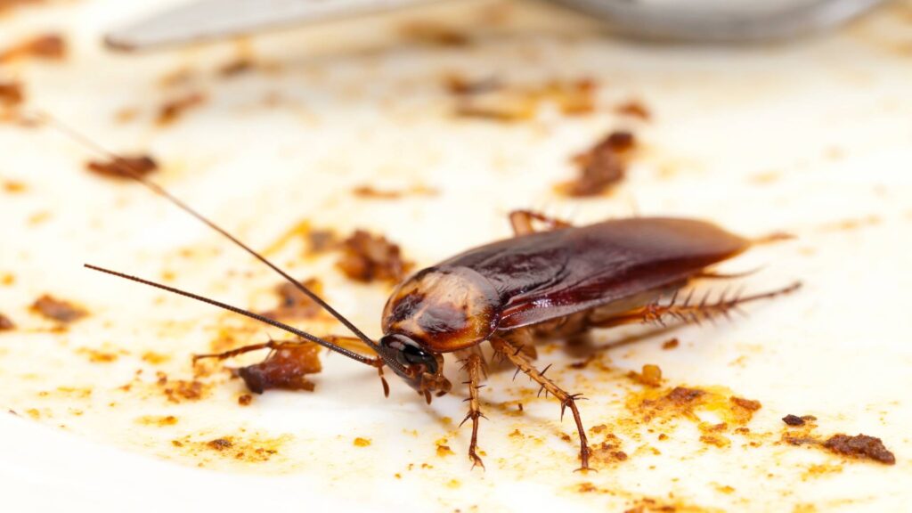 cockroach eating from leftovers on a surface