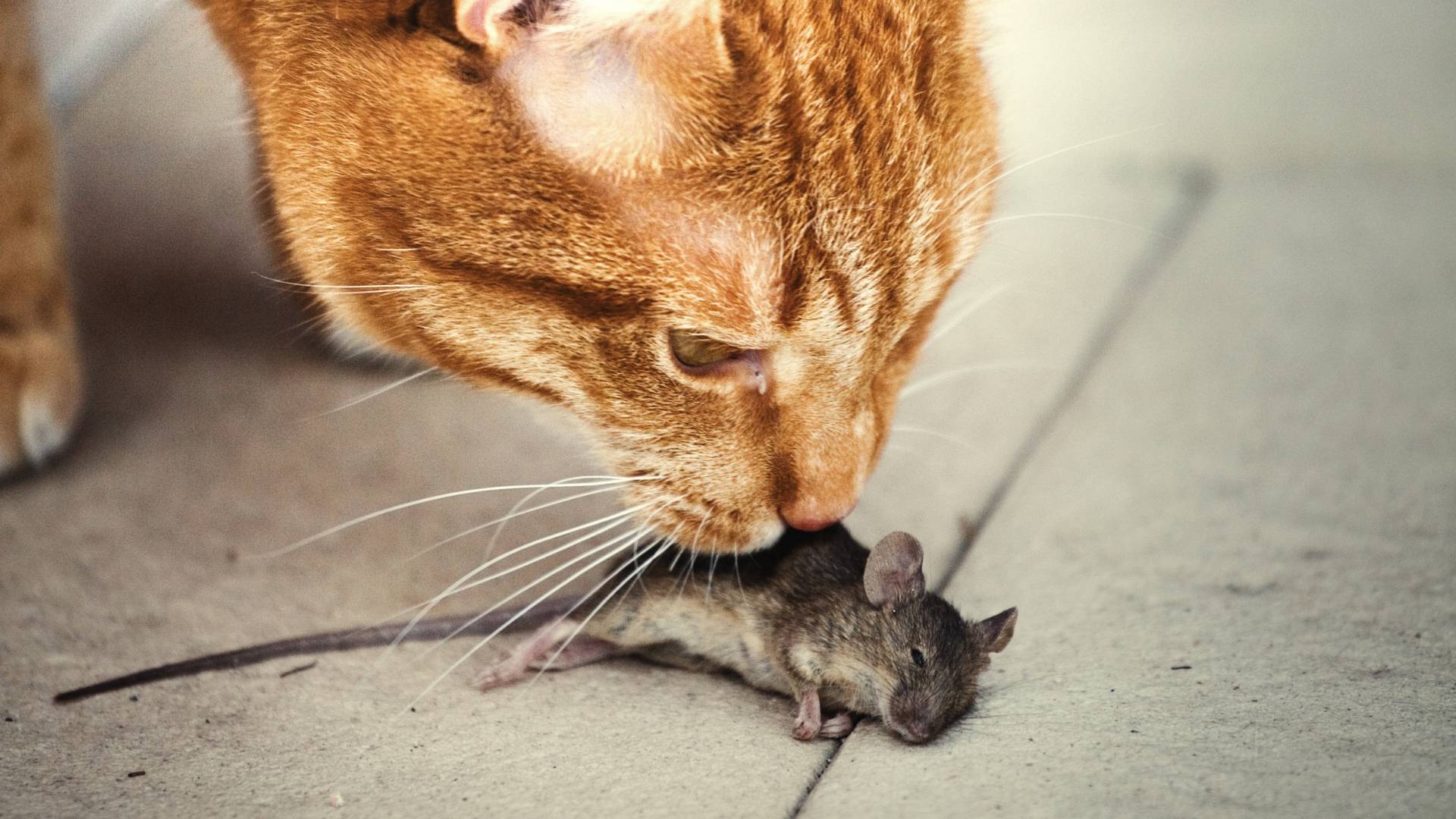 What Natural Scent Do Mice Hate? Eco-Friendly Options