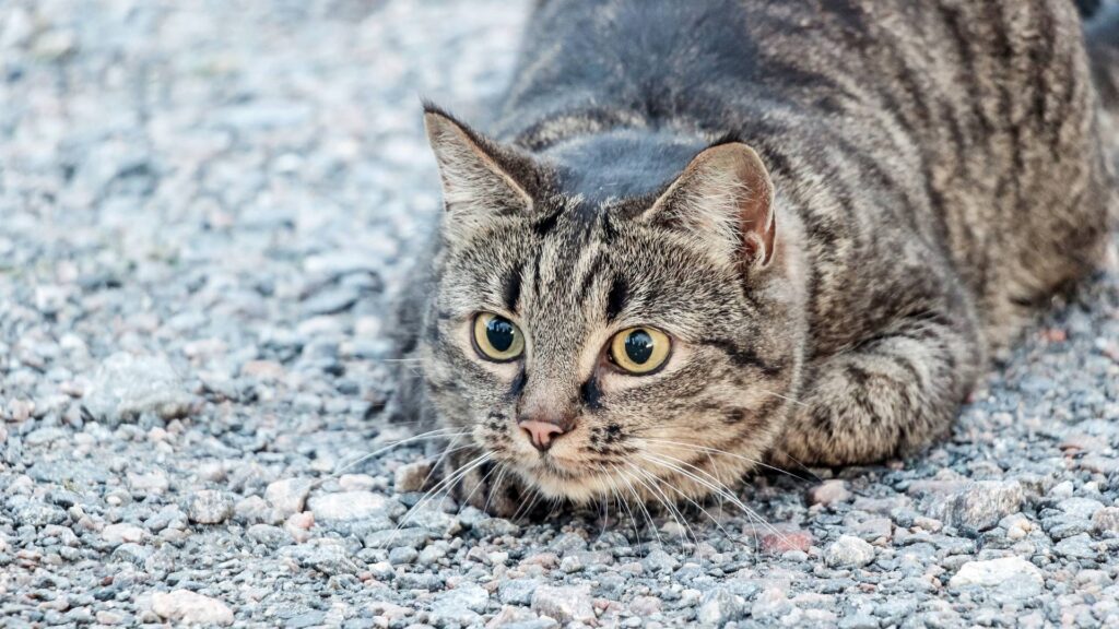 a cat in hunting position with big round eyes.