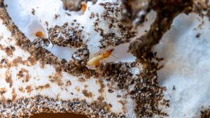 termite, termite nest, white ant for treatment of termites at home