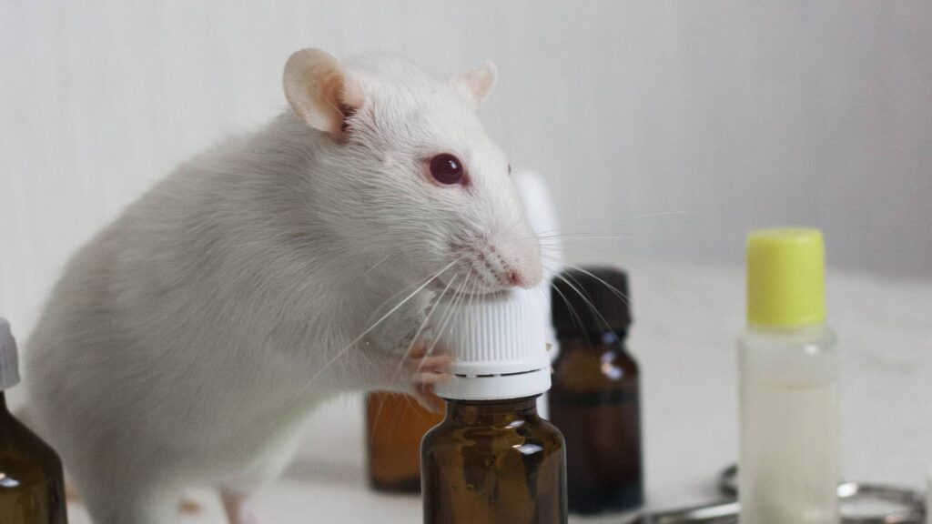 a white rat over some glass container to represent what rat poison works best against severe infestation