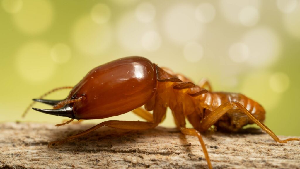 a huge termite to represent choosing the best and right termite protection for your new house 