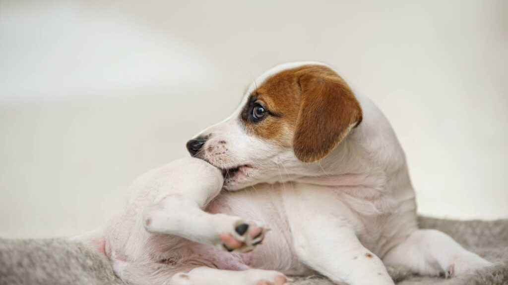 dog trying to bite a flea out of his body to illustrate the conclusion for flea solution for house