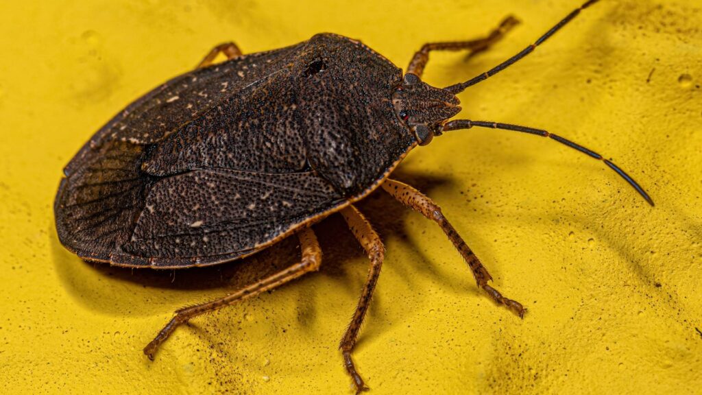 brown marmorated stink bug on a yellow surface that isn't dangerous