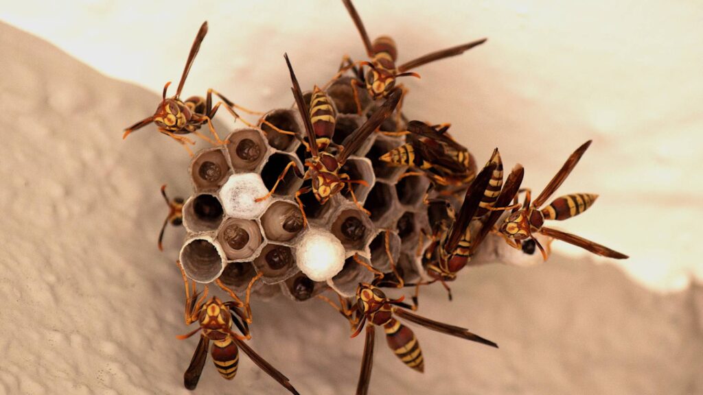 multiple wasp over a nest to illustrate the conclusion of home remedies for wasp removal