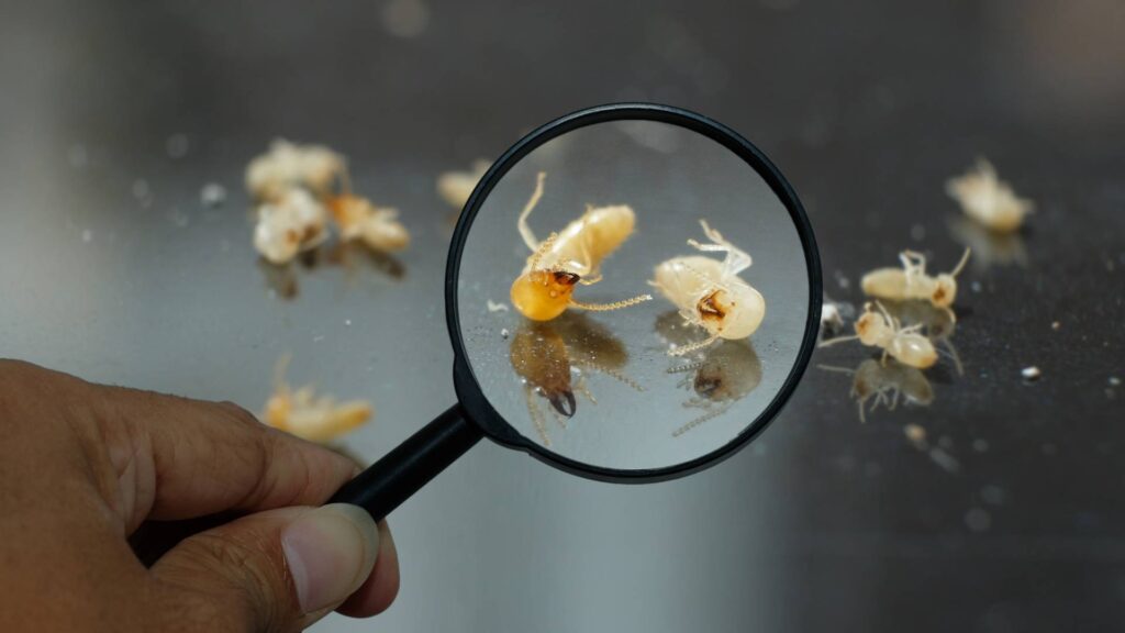 termites under a magnifying glass to inspect for the best way to kill termites in house