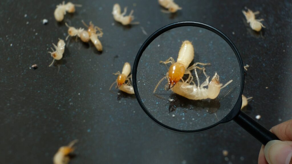 Termite Workers, Small termites, Dry-Wood Termites enlarge, zoom with magnifying glass for treatments