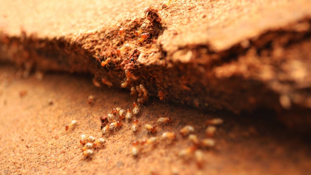 termites on wood to illustrate effective pest control for termites in house after treatment