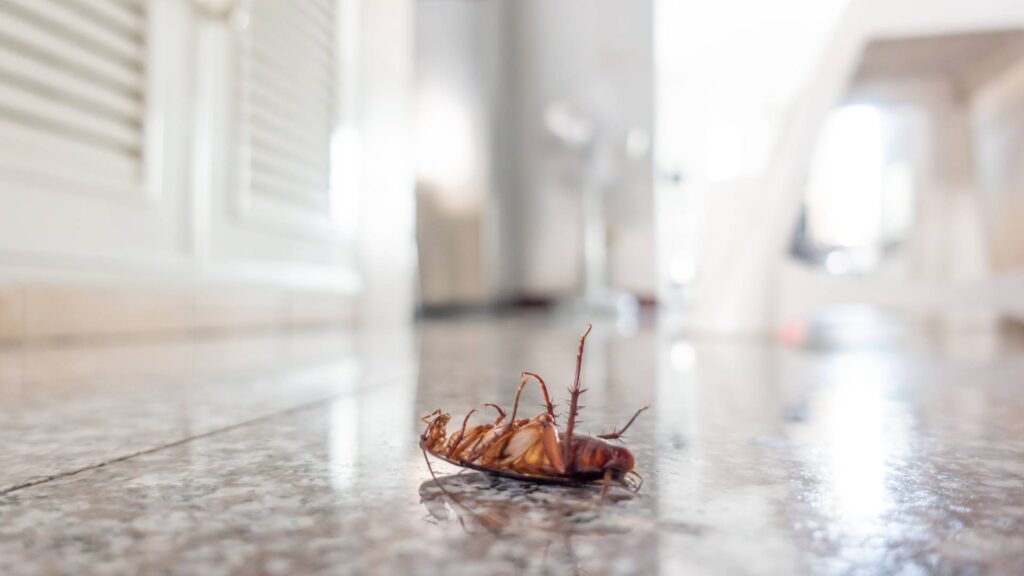 a dead cockroach to illustrate what is the hardest household pest to get rid of