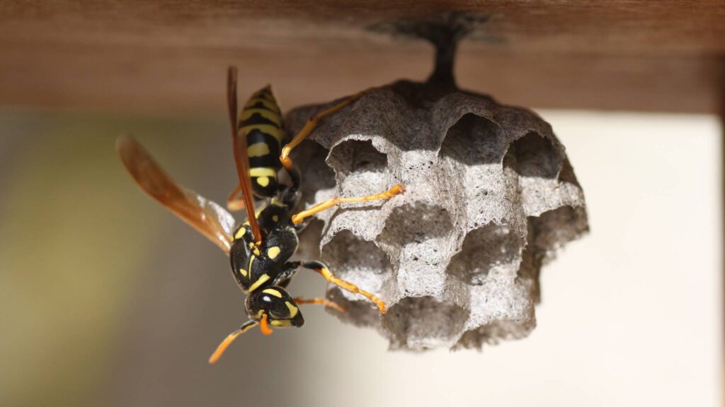 wasp nest with a wasp on it to illustrate home-remedies-for-wasp-removal