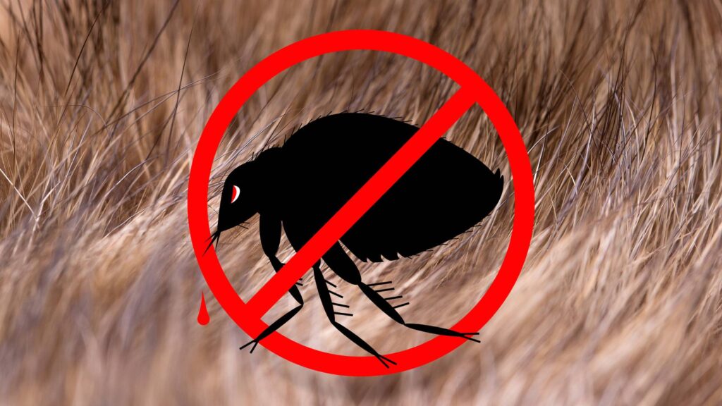 no fleas on pets for effective flea removal from home