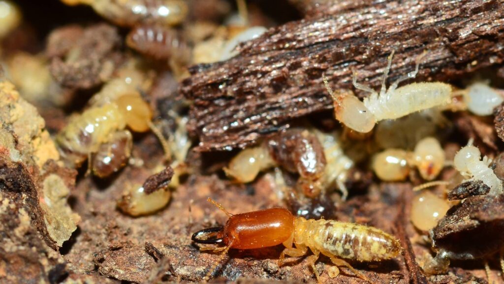 termites on wood to illustrate the cost of tenting a home for termites