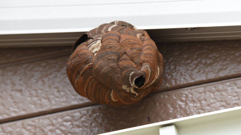 wasp nest almost fully closed to illustrate the important considerations when using home remedies to get rid of wasp nests