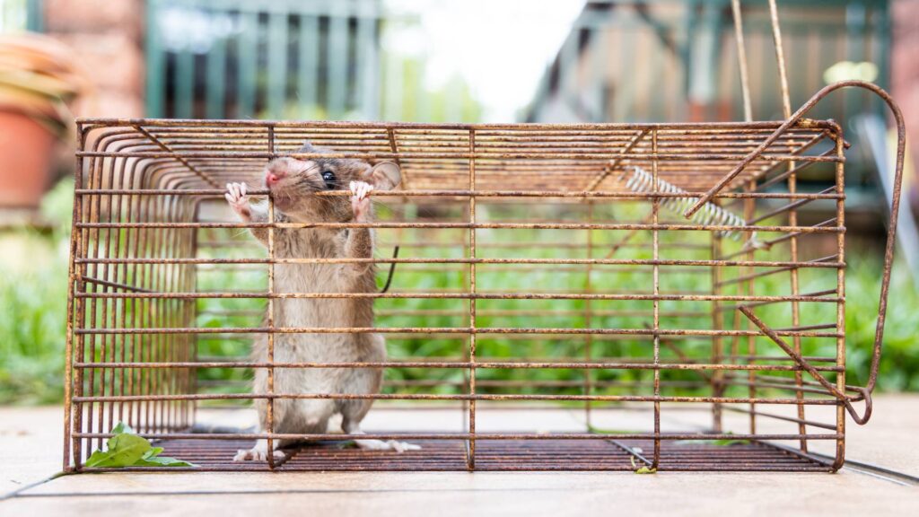 rat trap with a rat inside to illustrate How to Get Rid of a Rat in the Attic