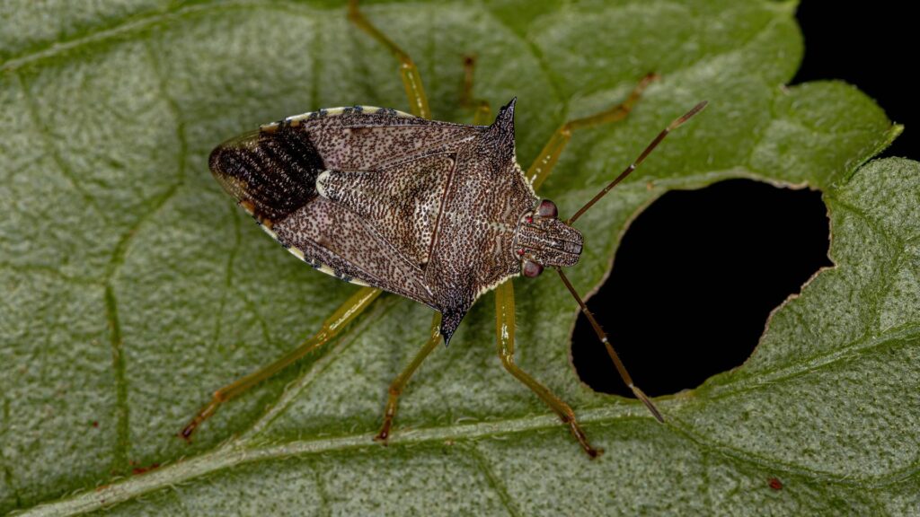 brown marmorated stink bug on a leaf that might be dangerous