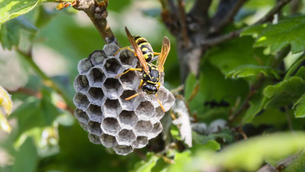 wasp over a nest in a tree branch to illustrate wasp nests naturally