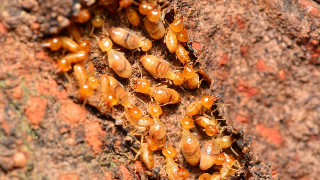 treatment of termites at home