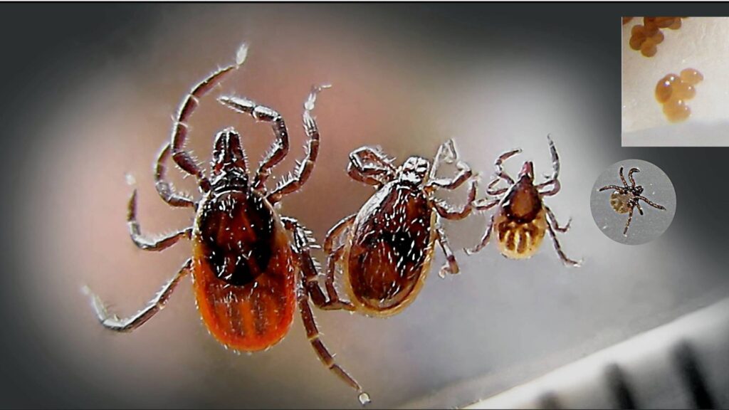 ticks on a glass to illustrate how to prevent getting ticks in your house 