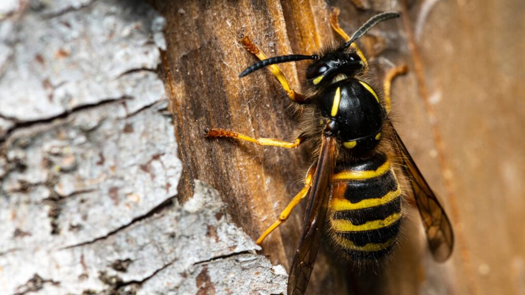 wasp a tree to illustrate preventing methods and removing wasp nests naturally