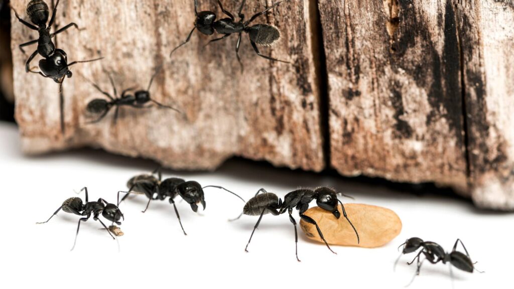 ant infestation that could be prevented with home remedies for ants in garden