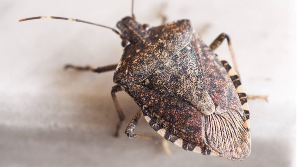 brown marmorated stink bug on a table that might be dangerous