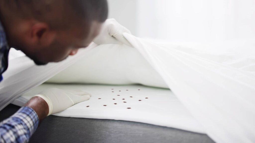 man looking at bed bugs in the bed for bed bug house treatment cost