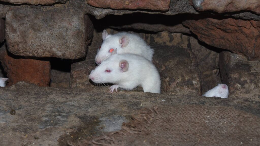 mice on a hole in a wall at the level of the floor to win the wall against these critters that make holes on walls