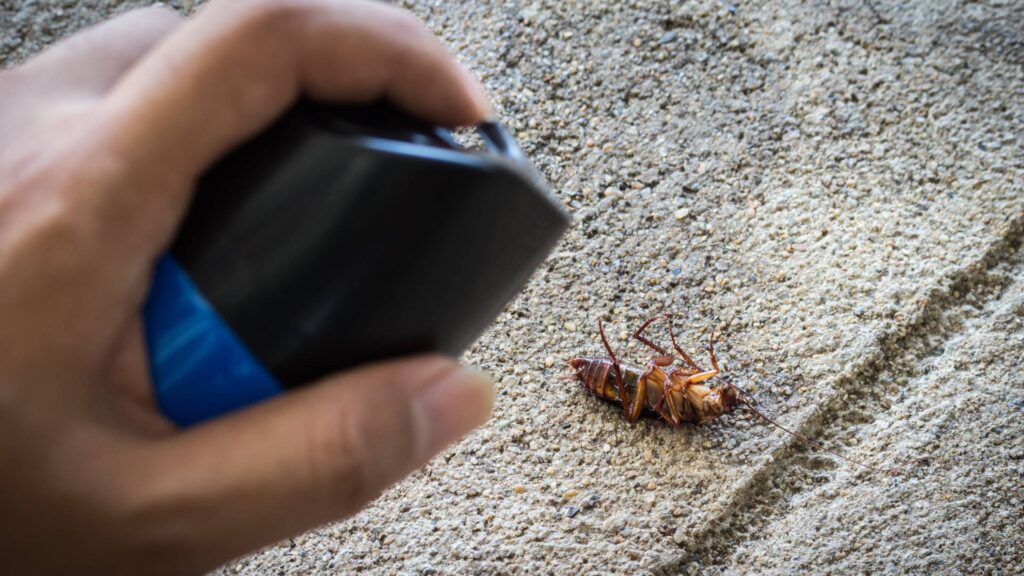 Spraying a cockroach for What Indicates a Cockroach Problem? 