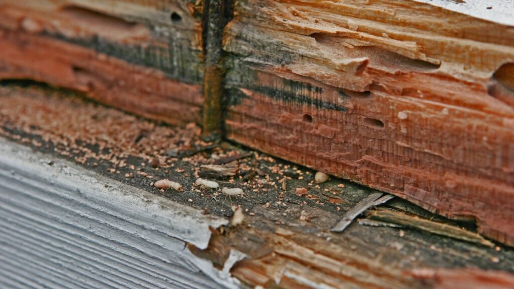 wood damaged by termites to illustrate how much does it cost to treat a house for termites